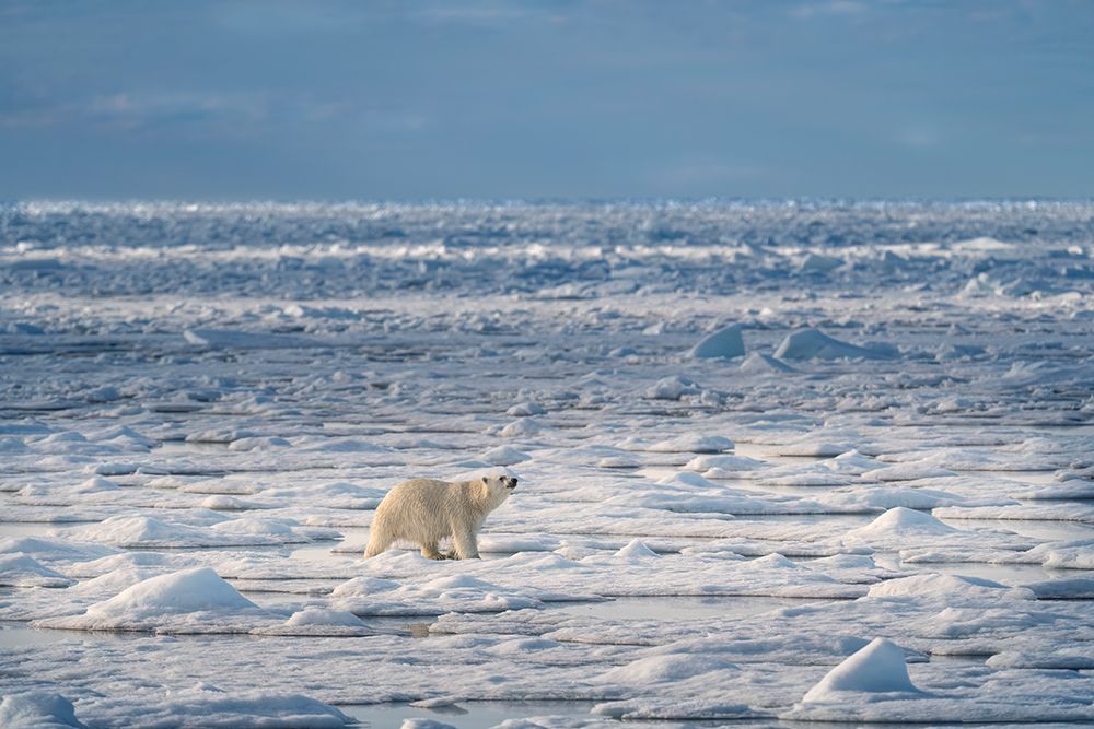Norway, Svalbard. Polar bear on pack ice at sunrise. art print by Jaynes Gallery for $57.95 CAD