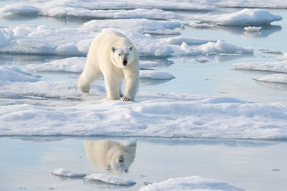 Norway, Svalbard. Polar bear crossing pack ice. art print by Jaynes Gallery for $57.95 CAD