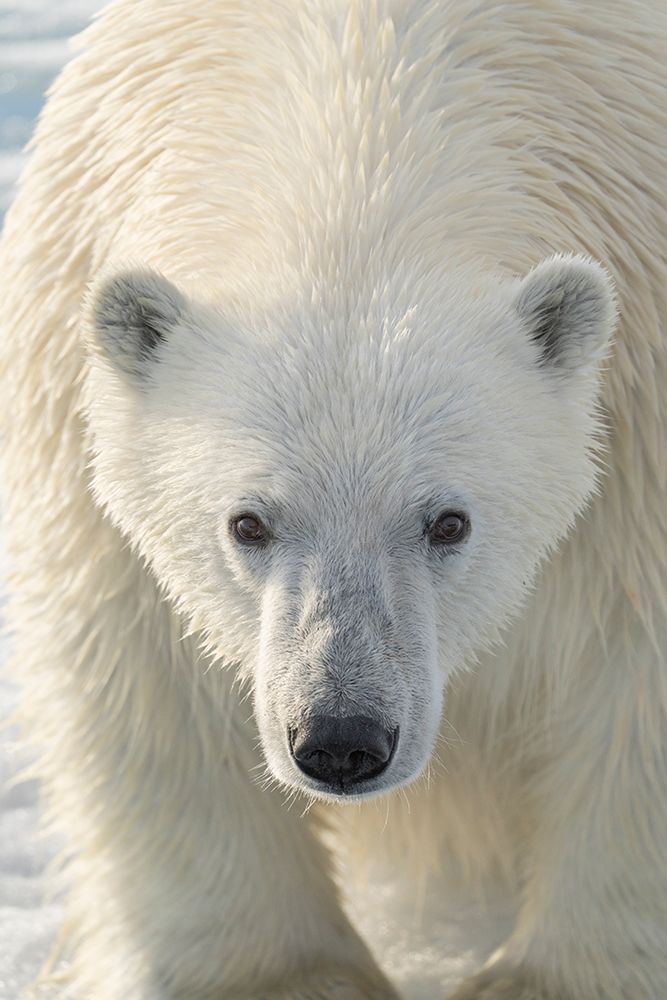 Norway, Svalbard. Close-up of polar bear male. art print by Jaynes Gallery for $57.95 CAD