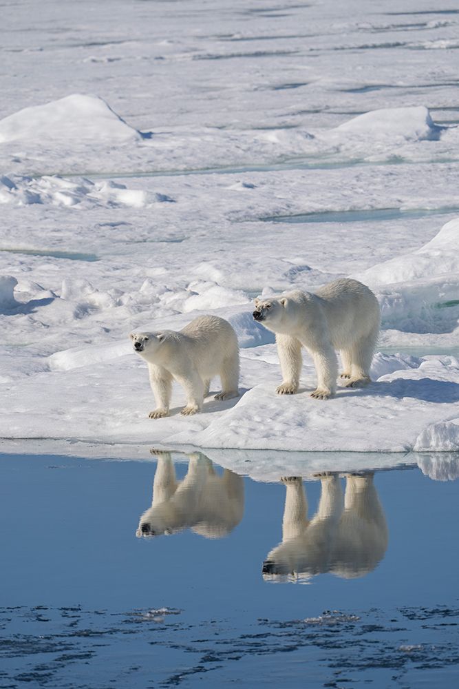 Norway, Svalbard. Reflection of polar bear sow and cub on ice. art print by Jaynes Gallery for $57.95 CAD