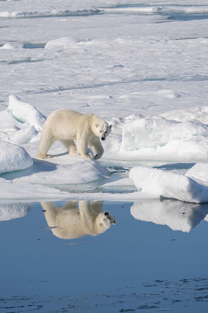 Norway, Svalbard. Polar bear sow on pack ice. art print by Jaynes Gallery for $57.95 CAD