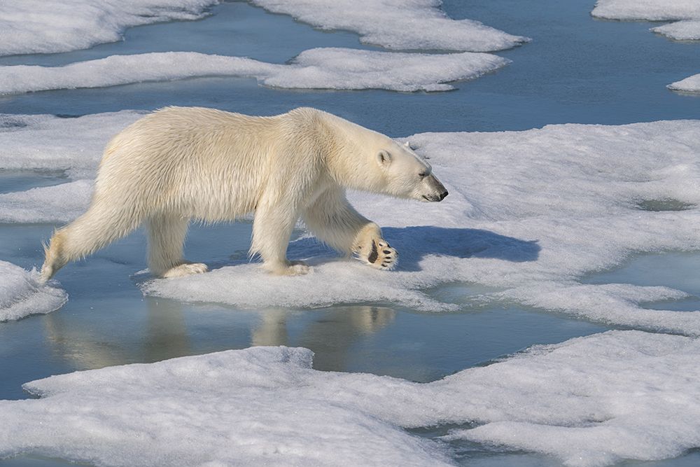 Norway, Svalbard. Polar bear crossing pack ice. art print by Jaynes Gallery for $57.95 CAD