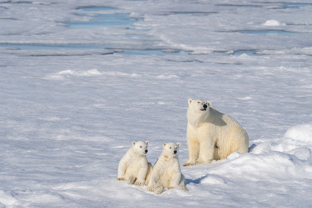 Norway, Svalbard. Polar bear mother and cubs on pack ice in Arctic Ocean. art print by Jaynes Gallery for $57.95 CAD