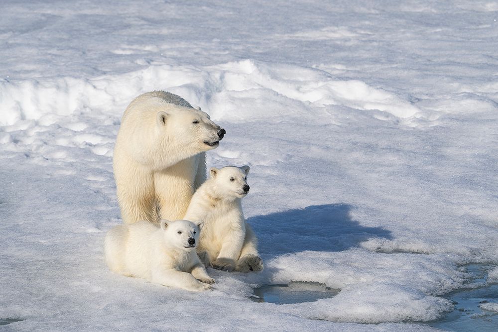 Norway, Svalbard. Polar bear mother and cubs on pack ice in Arctic Ocean. art print by Jaynes Gallery for $57.95 CAD
