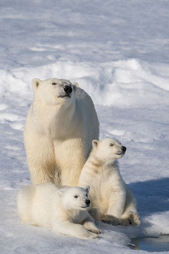 Norway, Svalbard. Polar bear mother and cubs on pack ice in Arctic Ocean. art print by Jaynes Gallery for $57.95 CAD