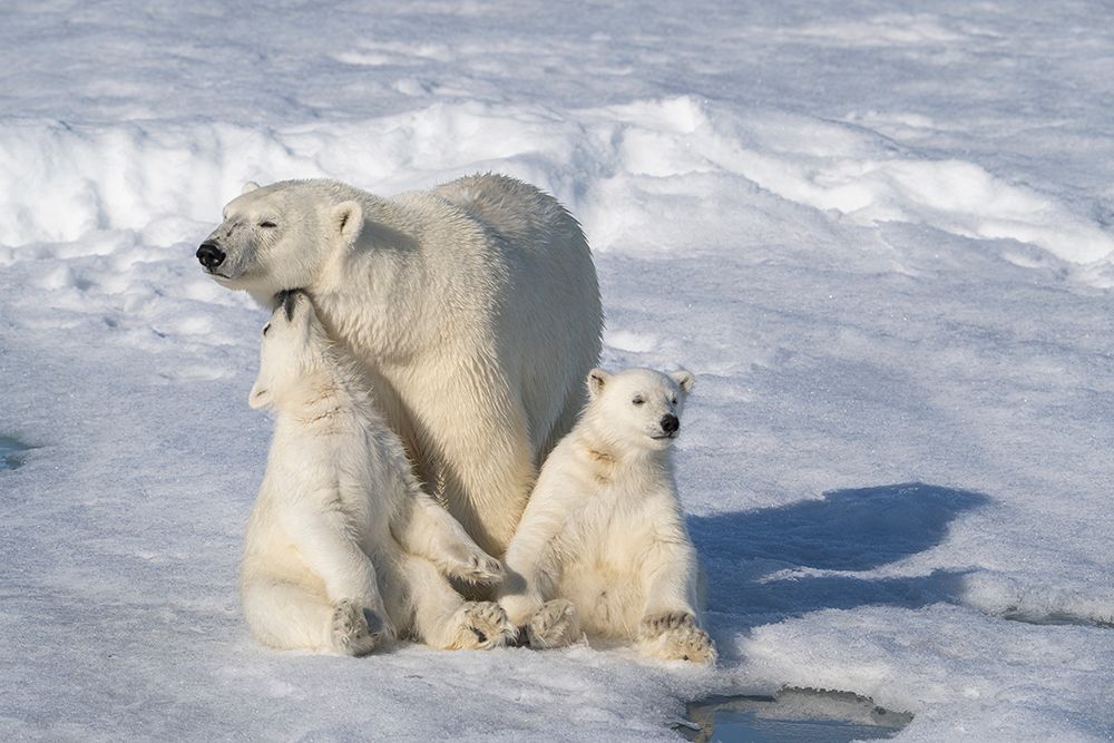 Norway, Svalbard. Polar bear mother and cubs on pack ice in Arctic Ocean. art print by Jaynes Gallery for $57.95 CAD