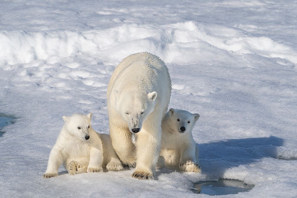 Norway, Svalbard. Polar bear mother and cubs on pack ice in Arctic Ocean. art print by Jaynes Gallery for $57.95 CAD