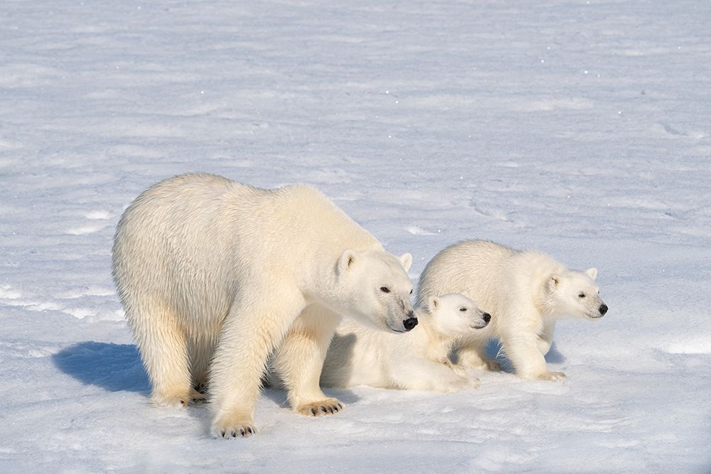 Norway, Svalbard. Polar bear mother and cubs on pack ice in Arctic Ocean. art print by Jaynes Gallery for $57.95 CAD