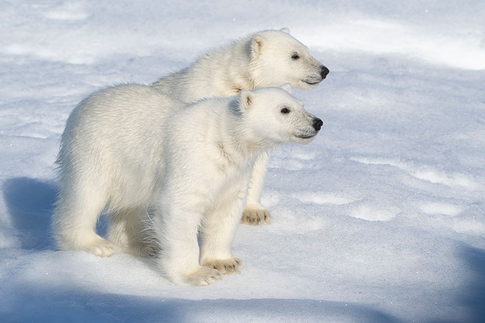 Norway, Svalbard. Polar bear cubs on pack ice. art print by Jaynes Gallery for $57.95 CAD