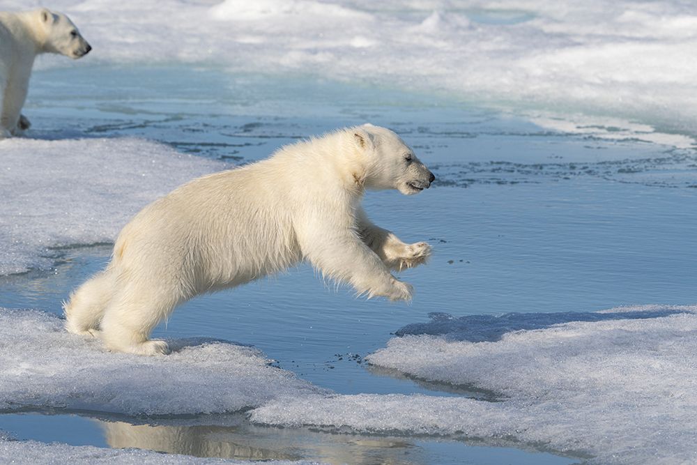Norway, Svalbard. Polar bear cub jumping across water on pack ice. art print by Jaynes Gallery for $57.95 CAD