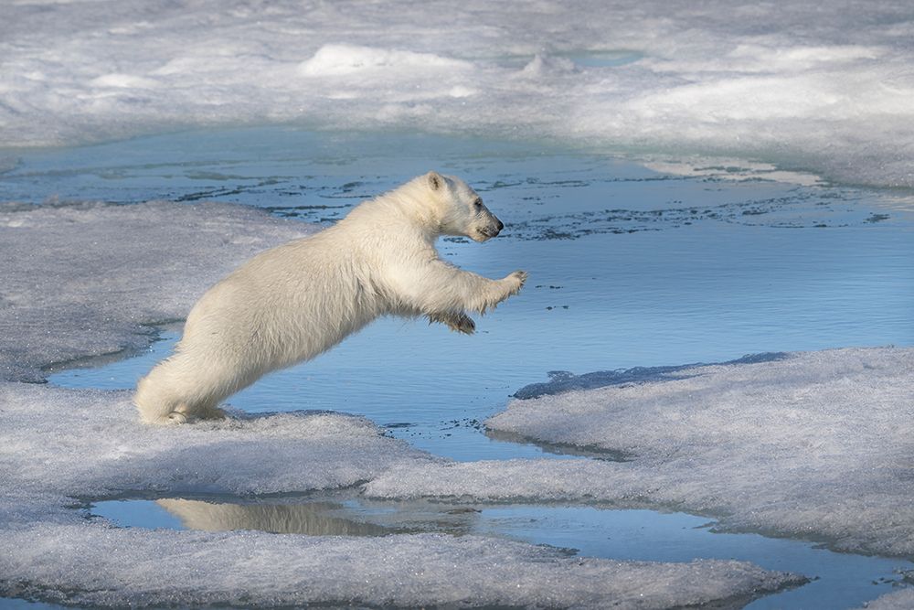 Norway, Svalbard. Polar bear cub jumping across water on pack ice. art print by Jaynes Gallery for $57.95 CAD