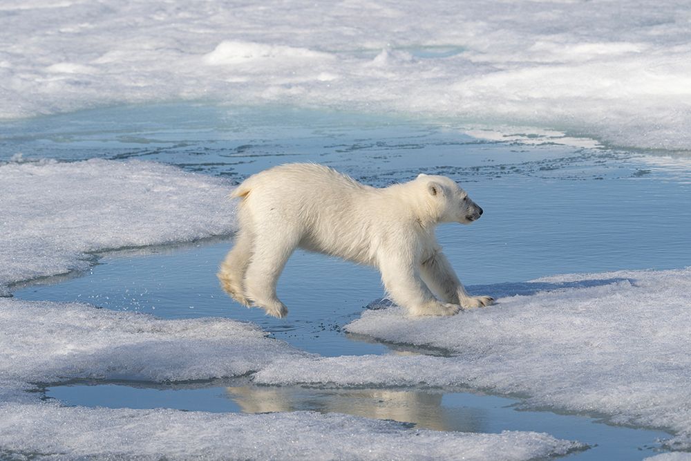 Norway, Svalbard. Polar bear cub jumping across water on pack ice. art print by Jaynes Gallery for $57.95 CAD
