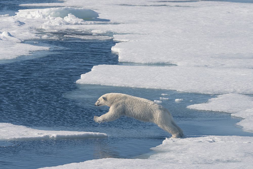 Norway, Svalbard. Polar bear jumping across water between ice floes. art print by Jaynes Gallery for $57.95 CAD
