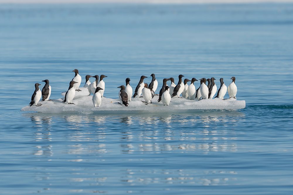 Norway, Svalbard. Thick-billed murre birds on ice floe. art print by Jaynes Gallery for $57.95 CAD