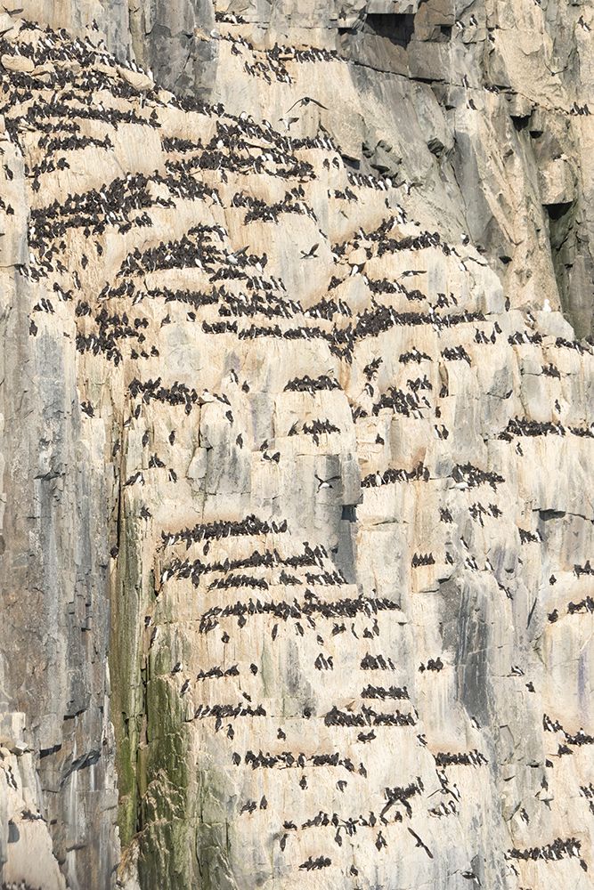 Norway, Svalbard. Thick-billed murre bird nests on Alkefjellet cliffs. art print by Jaynes Gallery for $57.95 CAD