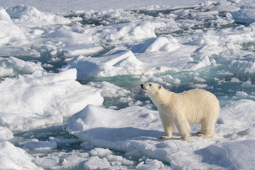 Norway, Svalbard. Male polar bear walking across pack ice in Arctic Ocean. art print by Jaynes Gallery for $57.95 CAD