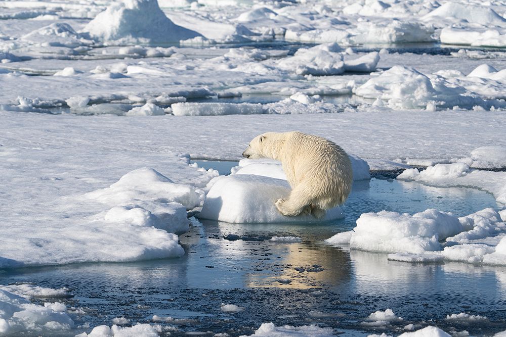 Norway, Svalbard. Polar bear jumping across water in Arctic Ocean. art print by Jaynes Gallery for $57.95 CAD