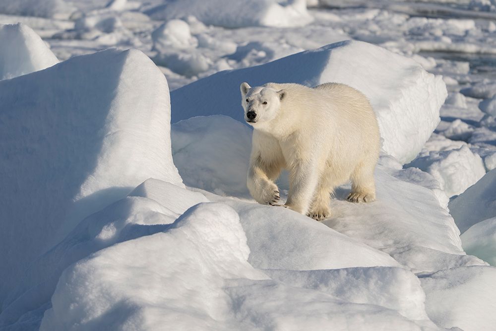 Norway, Svalbard. Male polar bear walking across pack ice in Arctic Ocean. art print by Jaynes Gallery for $57.95 CAD