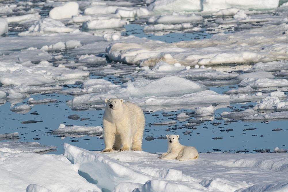 Norway, Svalbard. Sow polar bear with cub on pack ice in Arctic Ocean. art print by Jaynes Gallery for $57.95 CAD