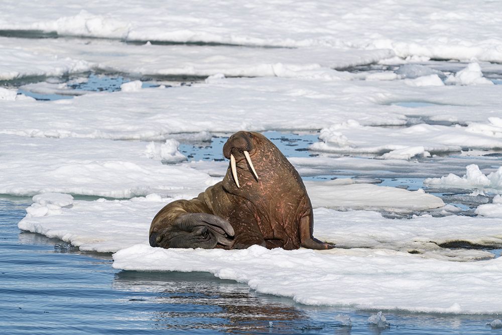 Norway, Svalbard. Bearded seal on an ice floe in Arctic Ocean. art print by Jaynes Gallery for $57.95 CAD