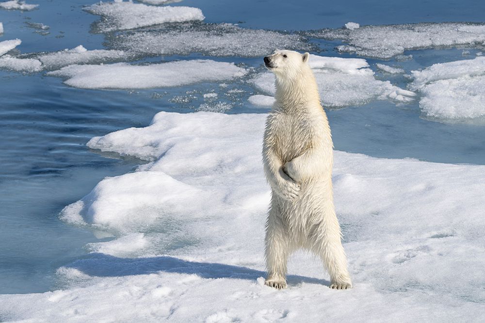 Norway, Svalbard. Male polar bear standing on ice floe in Arctic Ocean. art print by Jaynes Gallery for $57.95 CAD