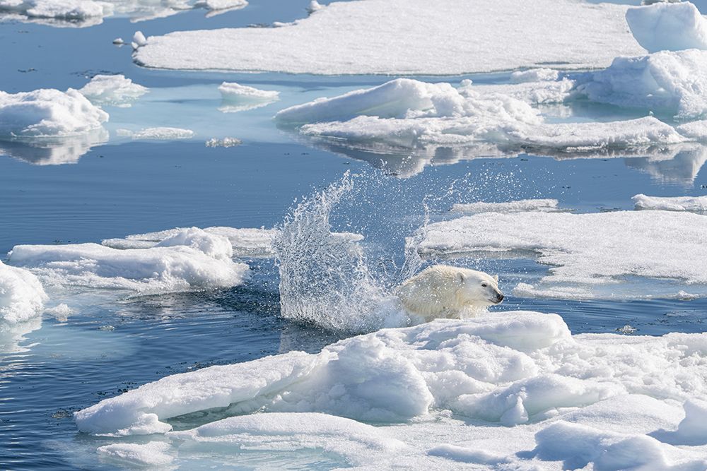 Norway, Svalbard. Polar bear jumping on pack ice in Arctic Ocean. art print by Jaynes Gallery for $57.95 CAD