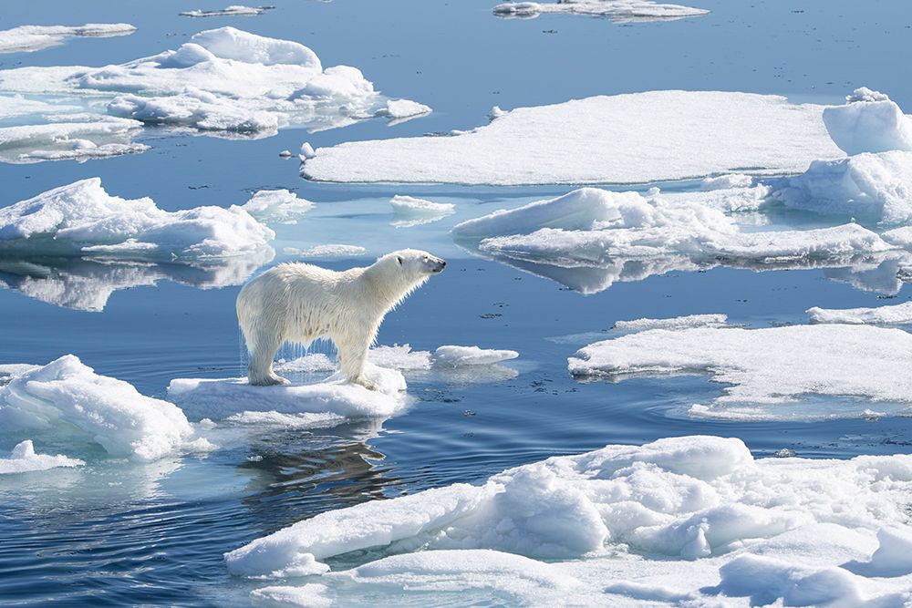 Norway, Svalbard. Wet male polar bear on pack ice in Arctic Ocean. art print by Jaynes Gallery for $57.95 CAD