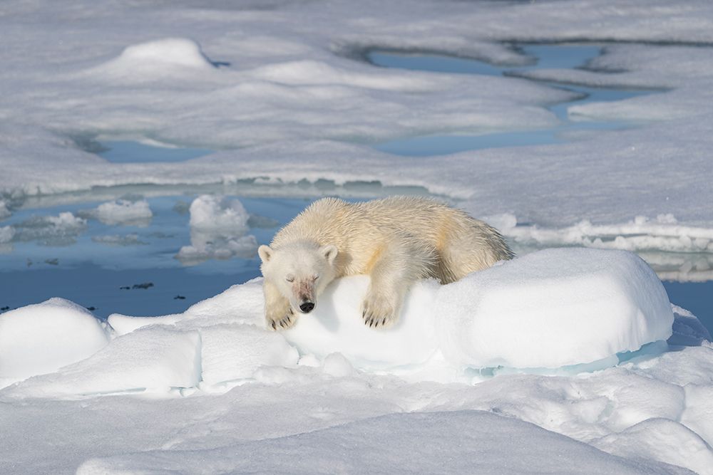 Norway, Svalbard. Male polar bear resting on pack ice in Arctic Ocean. art print by Jaynes Gallery for $57.95 CAD