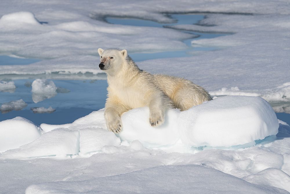 Norway, Svalbard. Male polar bear resting on pack ice in Arctic Ocean. art print by Jaynes Gallery for $57.95 CAD