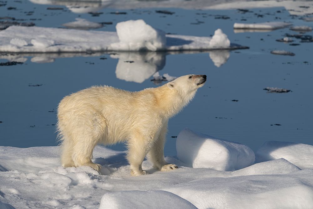 Norway, Svalbard. Male polar bear walking across pack ice in Arctic Ocean. art print by Jaynes Gallery for $57.95 CAD