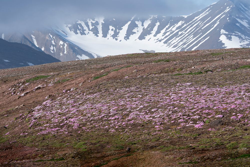 Norway, Svalbard. Moss campion pink wildflower and tundra on hillside. art print by Jaynes Gallery for $57.95 CAD