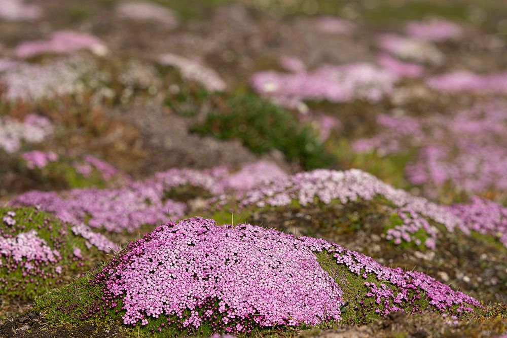 Norway, Svalbard. Moss campion pink wildflower close-up. art print by Jaynes Gallery for $57.95 CAD