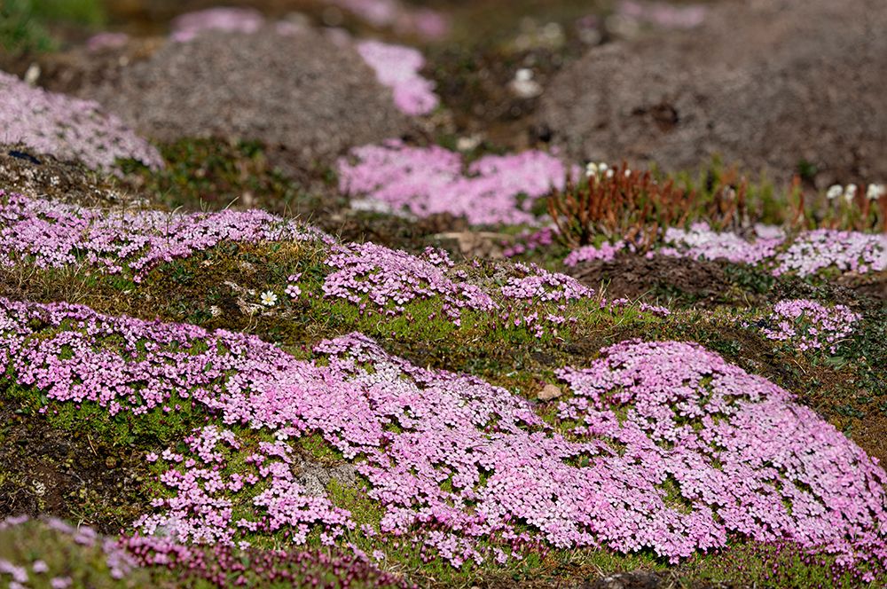 Norway, Svalbard. Moss campion pink wildflower close-up. art print by Jaynes Gallery for $57.95 CAD
