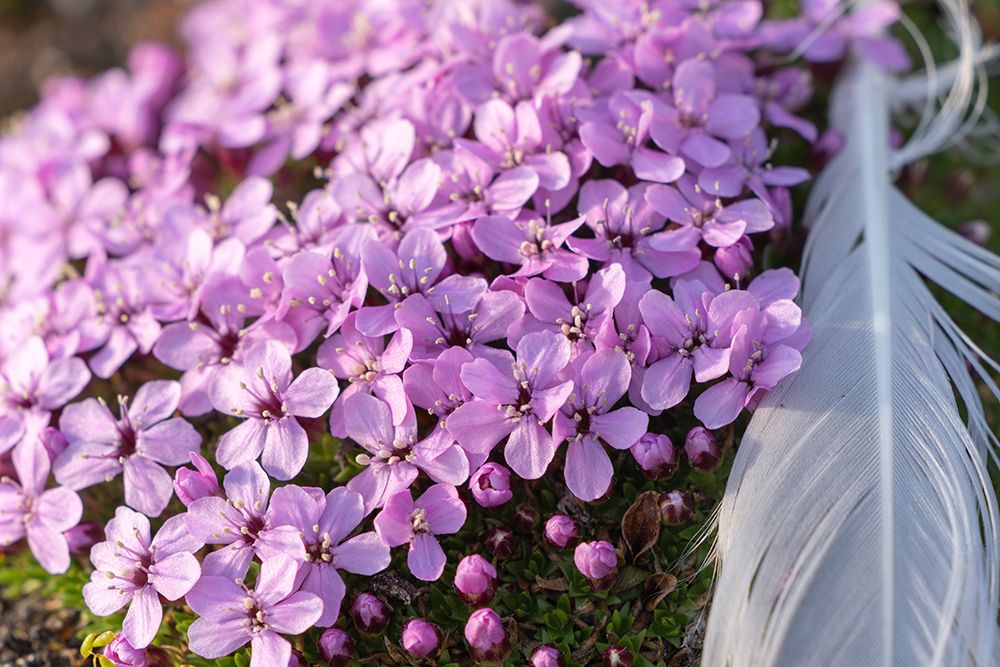 Norway, Svalbard. Moss campion pink wildflower and feather close-up. art print by Jaynes Gallery for $57.95 CAD