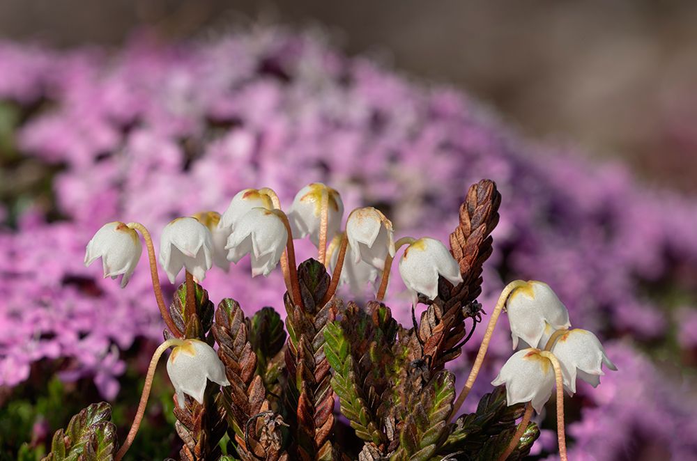 Norway, Svalbard. Close-up of white Arctic bell heather flowers. art print by Jaynes Gallery for $57.95 CAD