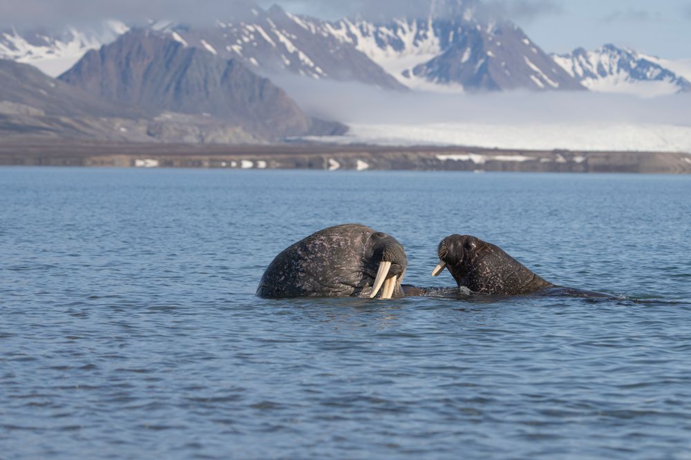 Norway, Svalbard. Close-up of walruses in ocean. art print by Jaynes Gallery for $57.95 CAD