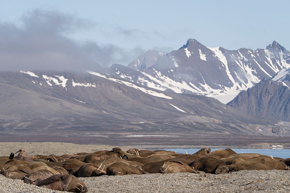 Norway, Svalbard. Walrus pod sleeping. art print by Jaynes Gallery for $57.95 CAD