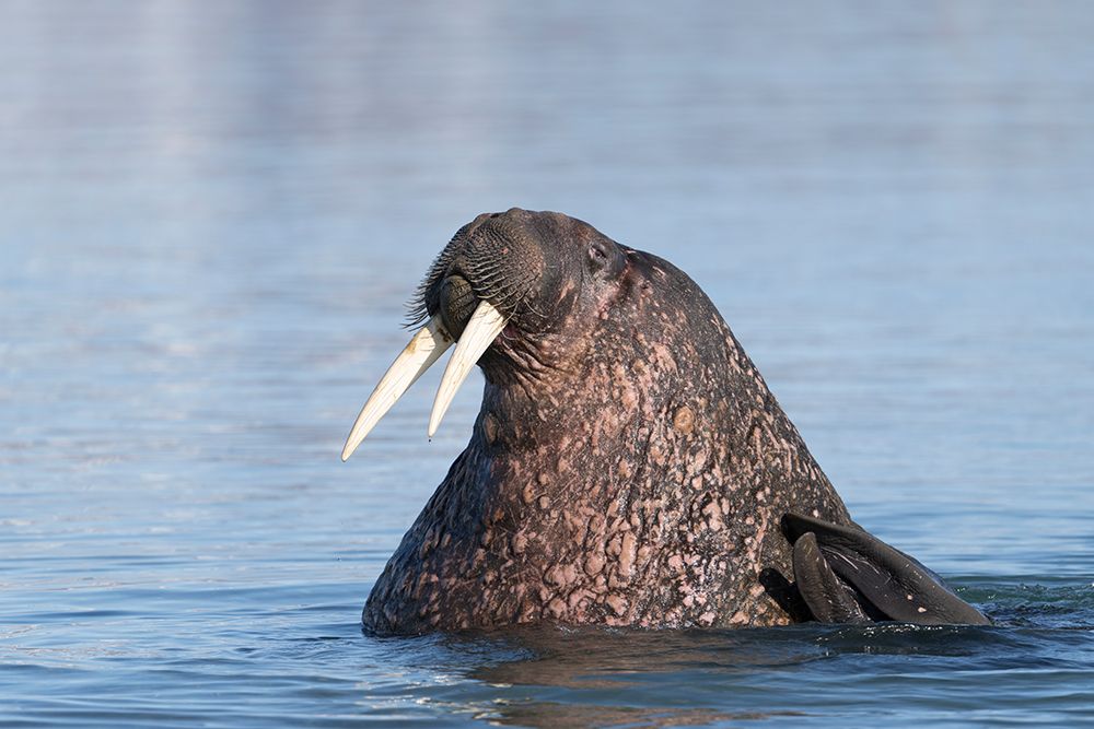 Norway, Svalbard. Close-up of male walrus in ocean. art print by Jaynes Gallery for $57.95 CAD
