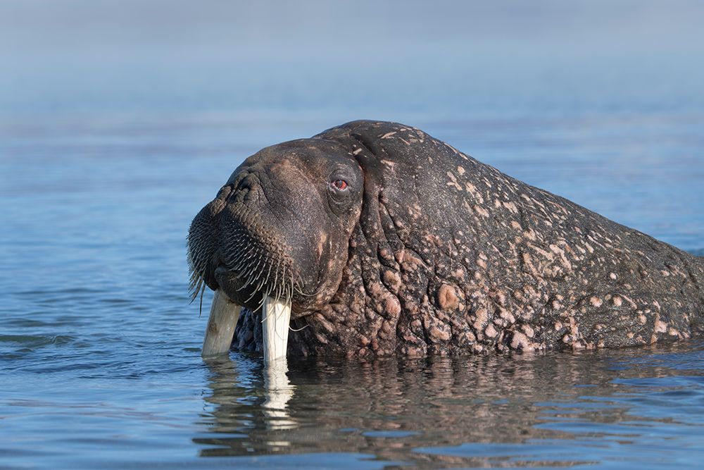 Norway, Svalbard. Close-up of male walrus in ocean. art print by Jaynes Gallery for $57.95 CAD