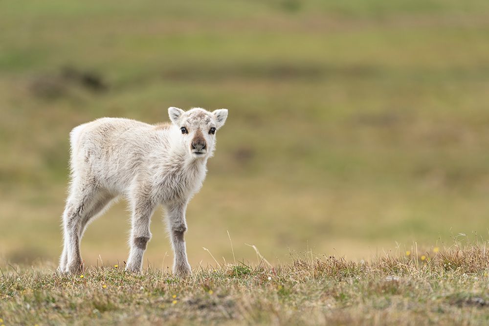 Norway, Svalbard. Close-up of reindeer calf. art print by Jaynes Gallery for $57.95 CAD