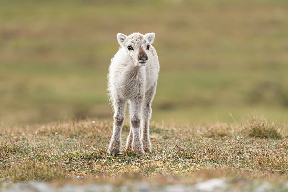 Norway, Svalbard. Close-up of reindeer calf. art print by Jaynes Gallery for $57.95 CAD