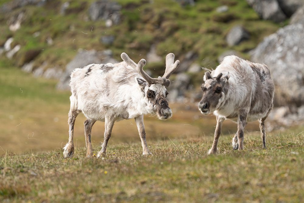 Norway, Svalbard. Reindeer grazing on tundra. art print by Jaynes Gallery for $57.95 CAD