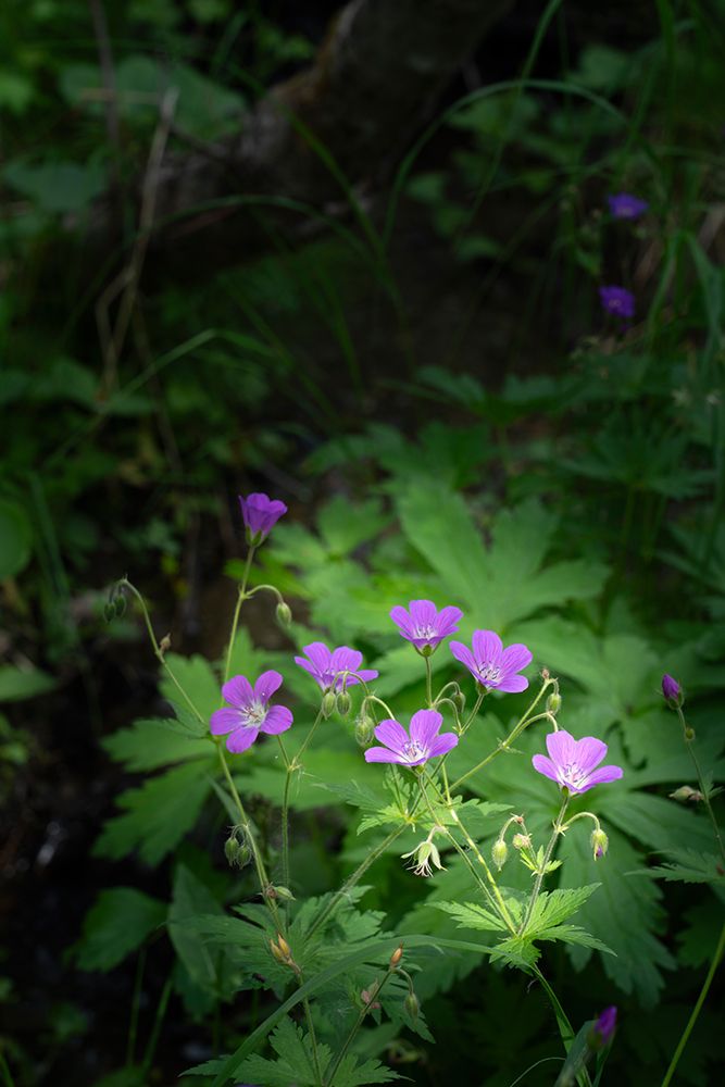 Norway, Svalbard. Close-up of wood cranesbill flowers. art print by Jaynes Gallery for $57.95 CAD