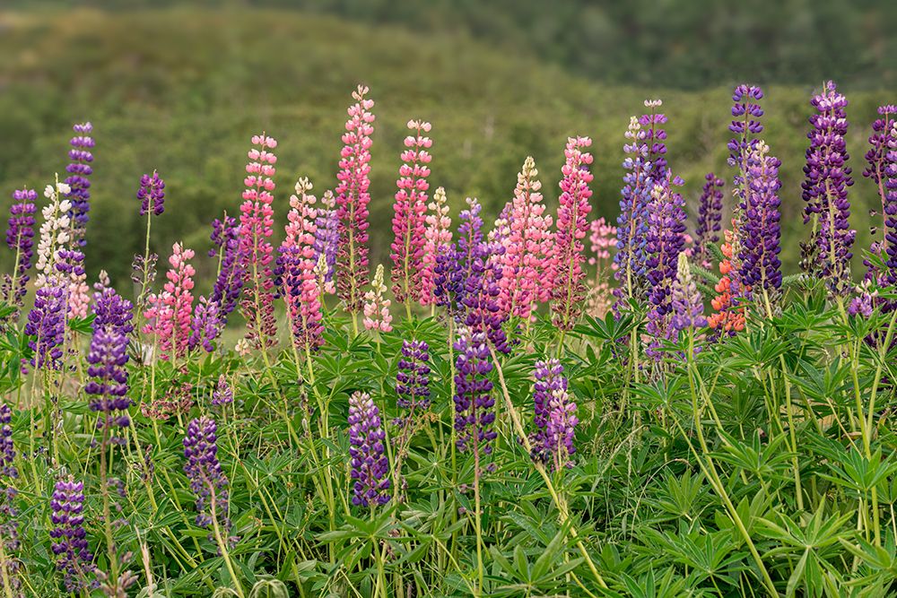 Norway, Svalbard. Close-up of large-leaved lupine flowers. art print by Jaynes Gallery for $57.95 CAD