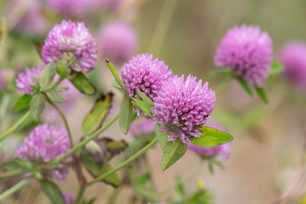 Norway, Svalbard. Red clover in bloom. art print by Jaynes Gallery for $57.95 CAD