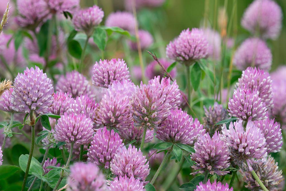 Norway, Svalbard. Red clover in bloom. art print by Jaynes Gallery for $57.95 CAD