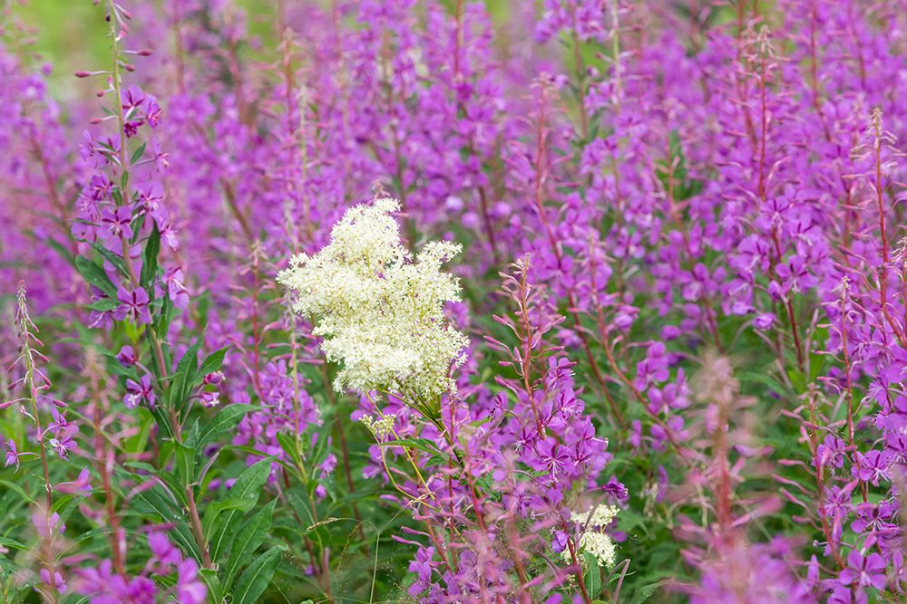 Norway, Svalbard. Close-up of meadowsweet and pink fireweed flowers. art print by Jaynes Gallery for $57.95 CAD