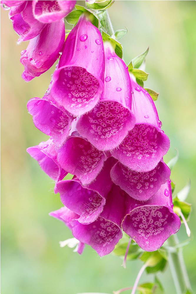 Norway, Svalbard. Purple foxglove flowers close-up. art print by Jaynes Gallery for $57.95 CAD