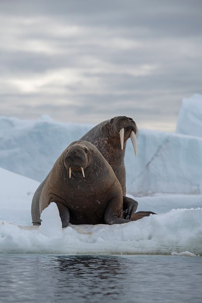 Norway-Svalbard-Nordaustlandet-Austfonna Walrus on ice art print by Cindy Miller Hopkins for $57.95 CAD