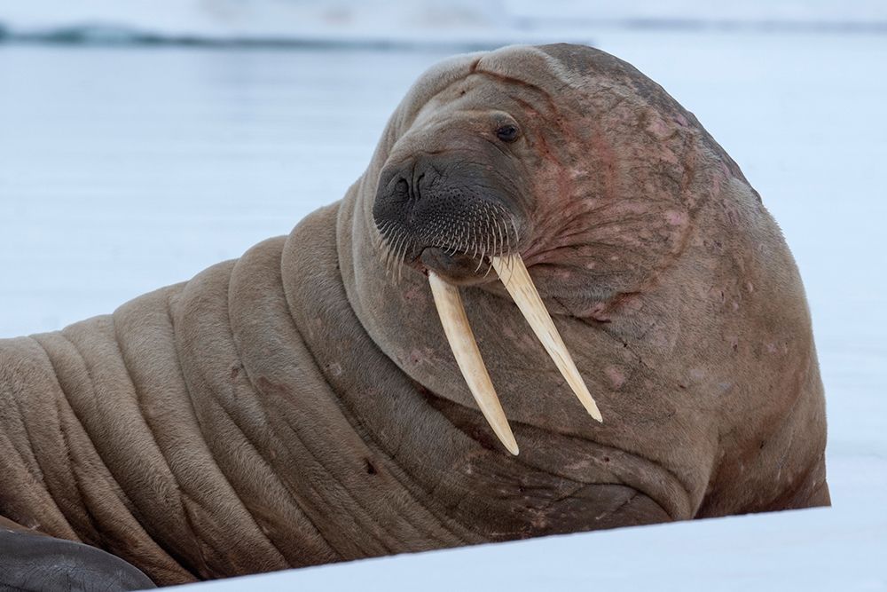 Norway-Svalbard-Nordaustlandet-Austfonna Walrus on ice art print by Cindy Miller Hopkins for $57.95 CAD